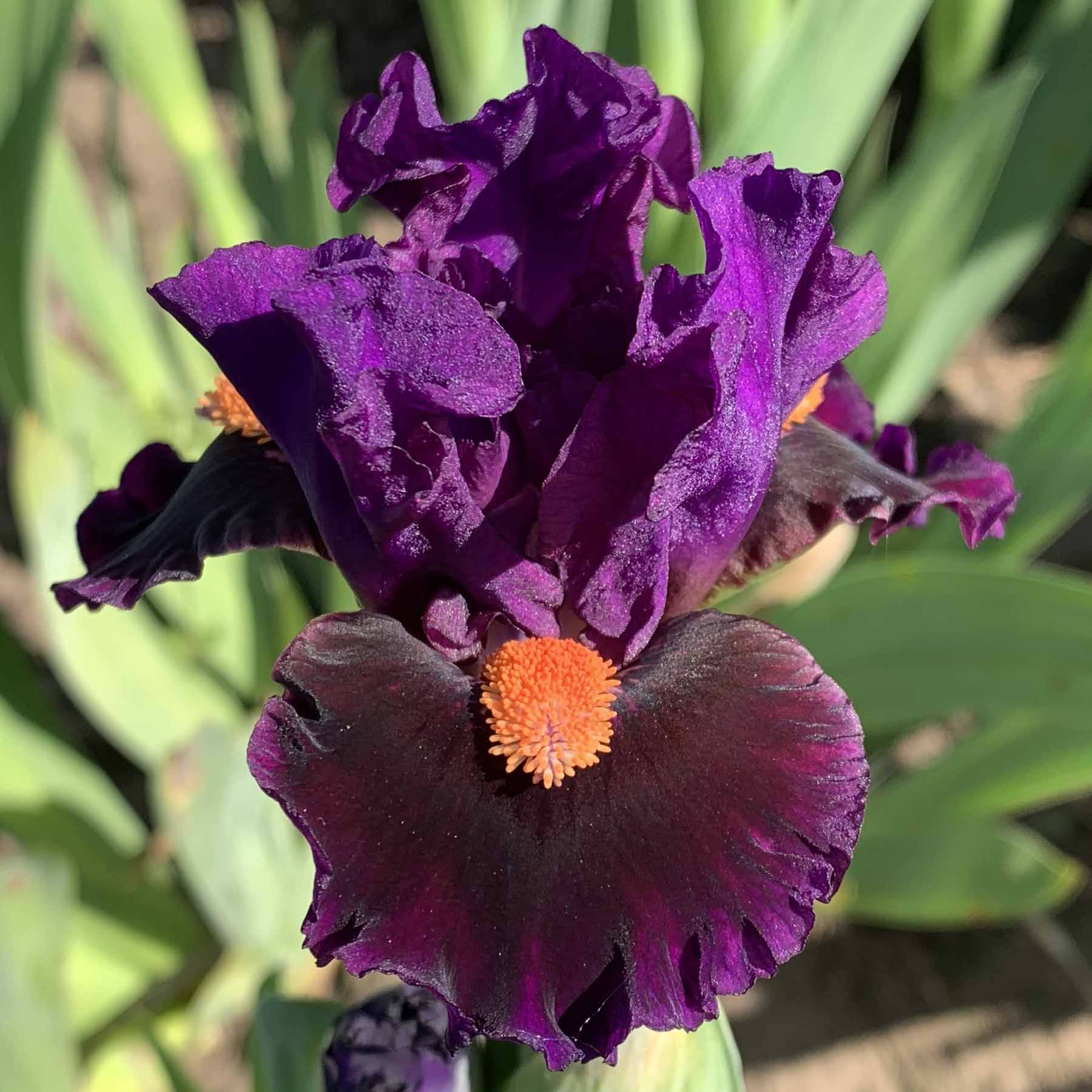 MASTER THE FLAME .jpg